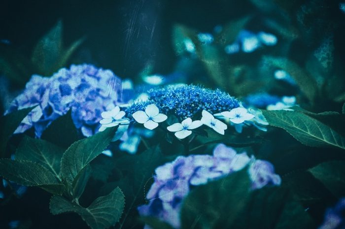 dscf8735-edit_tp_v