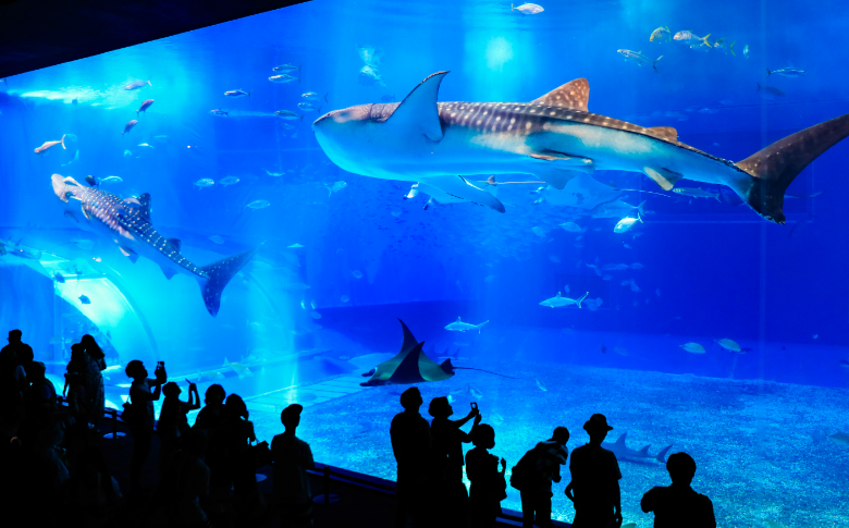 Okinawa Commemorative National Government Park (Ocean Expo Park)・Okinawa Churaumi Aquarium